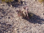 Opuntia azurea, Big Bend, photographer unknown