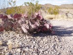 Opuntia azurea, Big Bend, photographer unknown