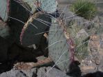 Opuntia azurea castetteri, Hueco Tanks State Park, TX