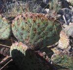 Opuntia azurea castetteri, Hueco Tanks State Park, TX