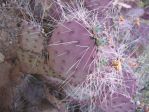 Opuntia azurea castetteri, Hueco Tanks State Park, TX