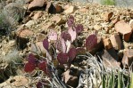 Opuntia azurea diplopurpurea