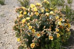 Opuntia azurea parva