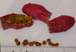 Opuntia azurea, fruit and seeds, Nancy Hussey