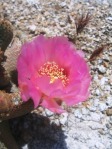 Opuntia basilaris