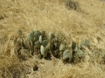 Opuntia basilaris treleasei