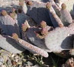 Opuntia basilaris, NV