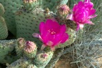 Opuntia basilaris, flower, Red Rock Canyon National Conservation Area, NV