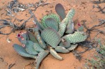 Opuntia basilaris, Red Rock Canyon National Conservation Area, NV