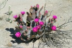 Opuntia basilaris, flower, Red Rock Canyon National Conservation Area, NV