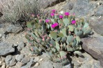 Opuntia basilaris, flower, Red Rock Canyon National Conservation Area, NV