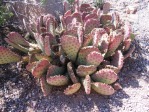 Opuntia basilaris longiareolata, Desert Botanical Garden, AZ