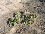 Opuntia basilaris longiareolata, UT