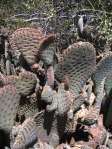 Opuntia basilaris ramosa