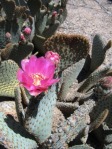 Opuntia basilaris ramosa