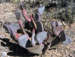 Opuntia basilaris ramosa