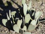 Opuntia basilaris with elongated cladodes, Nancy Hussey