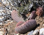 Opuntia basilaris, NV