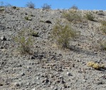 Opuntia basilaris, Bullhead City, NV