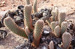 Opuntia basilaris brachyclada