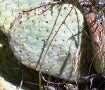 Opuntia basilaris, AZ