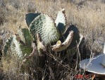 Opuntia basilaris