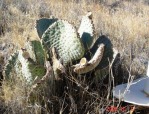 Opuntia basilaris, AZ