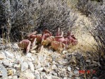 Opuntia basilaris, NV