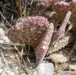 Opuntia basilaris, west face of Mt. Charleston, NV