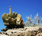 Opuntia basilaris