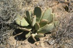 Opuntia basilaris, Gold Point, NV