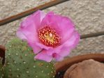 Opuntia basilaris heilii, Nancy Hussey