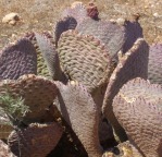 Opuntia basilaris, Kingman, AZ