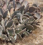 Opuntia basilaris, Kingman, AZ