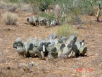 Opuntia basilaris