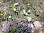 Opuntia basilaris, white flowers, garden plant, Nancy Hussey