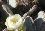 Opuntia basilaris, white flower, Nancy Hussey