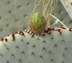 Opuntia basilaris, bud from white-flowered form, Nancy Hussey