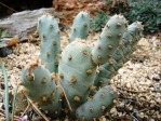 Opuntia basilaris brachyclada, John Weiser