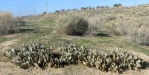 Opuntia basilaris treleasei, southern California, Michelle Cloud Hughes