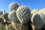 Opuntia basilaris treleasei, southern California, Michelle Cloud Hughes