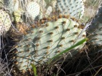 Opuntia basilaris treleasei, southern California, Michelle Cloud Hughes