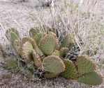 Opuntia basilaris hybrid, AZ