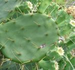 Opuntia bentonii, Bolivar Peninsula, TX