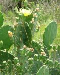 Opuntia bentonii, Bolivar Peninsula, TX