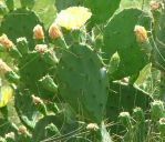 Opuntia bentonii, Bolivar Peninsula, TX