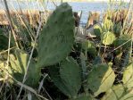 Opuntia bentonii, near Port Arthur, TX