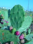 Opuntia bentonii, Galveston Island