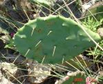 Opuntia bentonii