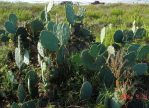 Opuntia bentonii